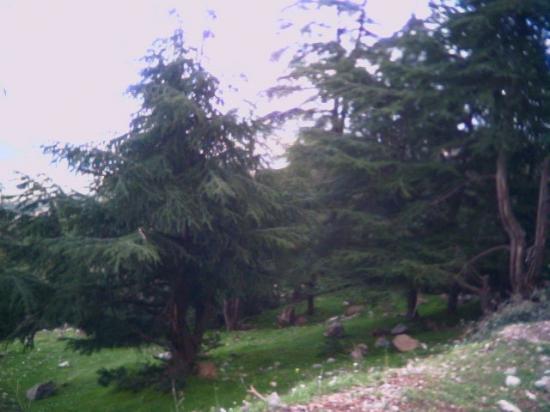 Ain antar 13