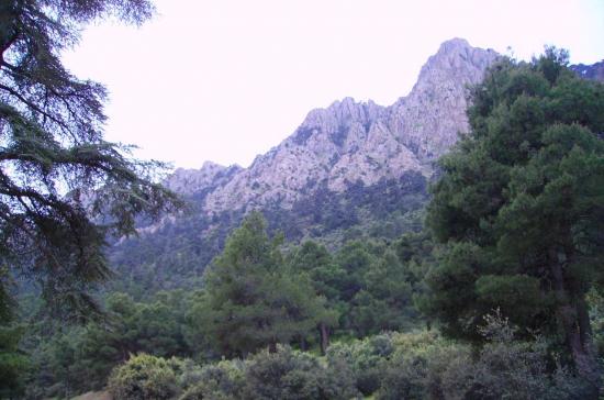Ouarsenis 12